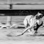 EM Revanche 2015, Whippet, Windhund, Rennen