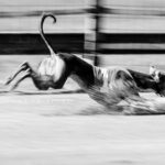 EM Revanche 2015, Whippet, Rennen, Windhund