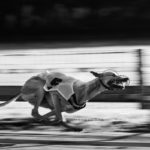 EM Revanche 2015, Greyhoud, Rennen, Windhund