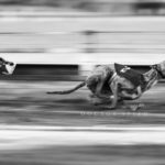 EM Revanche 2015, Whippet, Rennen, Windhund