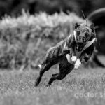 Whippet, Windhund, Coursing