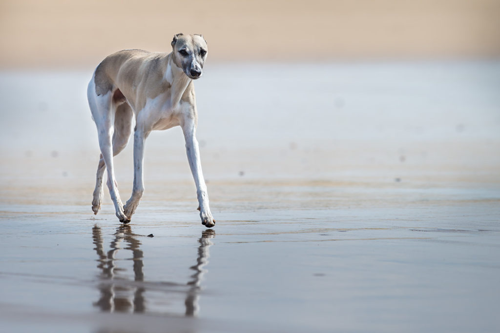 Ein Foto von 2015: Mono schwebt über den Strand. Whippets sollten ein sehr bodennahes, sparsames Gangwerk haben, mit viel Schub aus der Hinterhand und guten Vortritt. Ein Strand bei Ebbe ist ideal, um zu zeigen wie flach sie laufen.