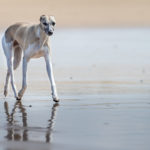 Ein Foto von 2015: Mono schwebt über den Strand. Whippets sollten ein sehr bodennahes, sparsames Gangwerk haben, mit viel Schub aus der Hinterhand und guten Vortritt. Ein Strand bei Ebbe ist ideal, um zu zeigen wie flach sie laufen.