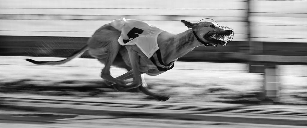 Ein Greyhound auf der Bahn