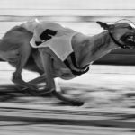 Ein Greyhound auf der Bahn