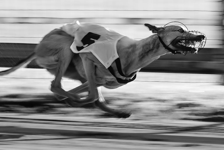 Ein Greyhound auf der Bahn