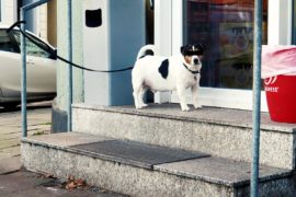Der dicke Charly ist tot! Hoch lebe Charly!