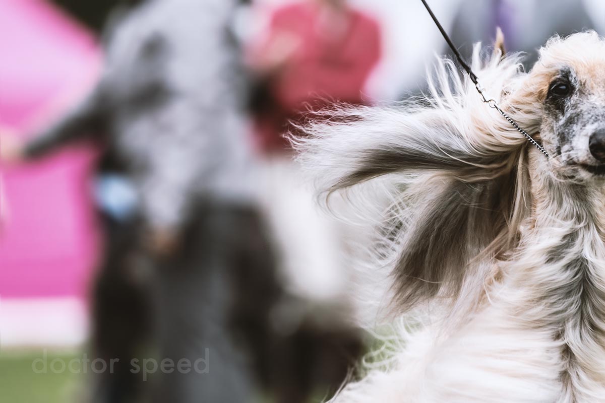 Der Veteranen-Winner der Afghanen beim Sighthound Festival Donaueschingen 2015. Ein beeindruckender Hund!