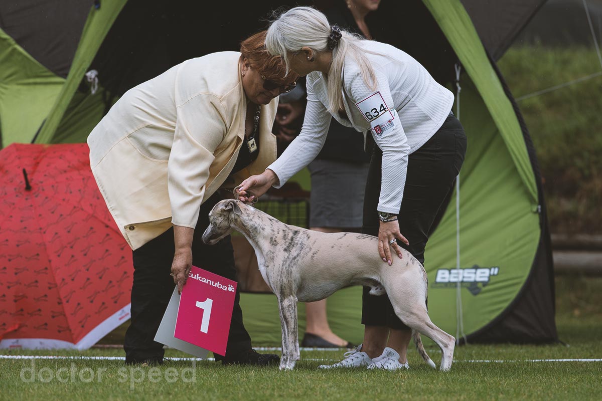 Junior Winner Donaueschingen Siprex Pascal