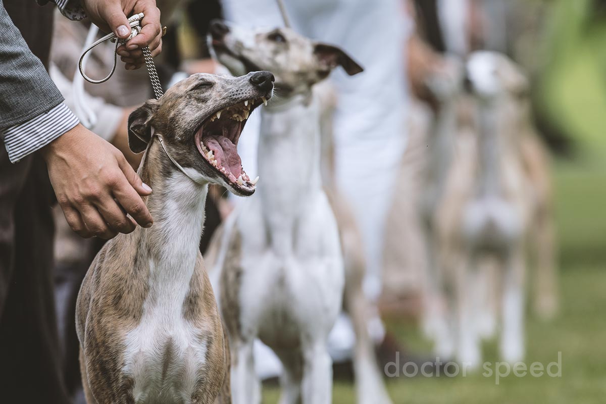 Beim Sighthoundfestival Donaueschingen 2015 waren fast 30 Whippet Hündinnen in der Offenen Klasse gemeldet. Das bedeutet warten, warten, warten …