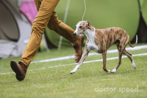 WW 2015, Winner Donaueschingen 2015 Ch.Jesrae Game of Thrones, breeder: Daina Hansen/Southafrika, co owner: Jan Willem Akerboom/Netherlands