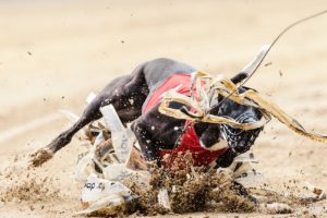 Whippet, Windhund