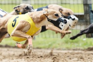 Whippet, Windhund