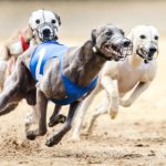 Whippet, Windhund