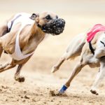 Whippet, Windhund