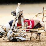 Whippet, Windhund