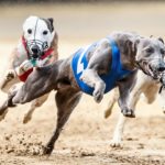 Whippet, Windhund