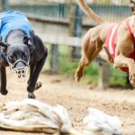 Whippet, Windhund