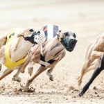 Whippet, Windhund