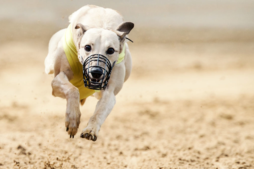 Whippet, Windhund