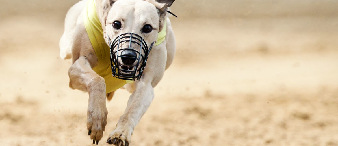 Whippet, Windhund