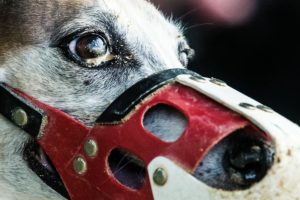 Whippet, Windhund