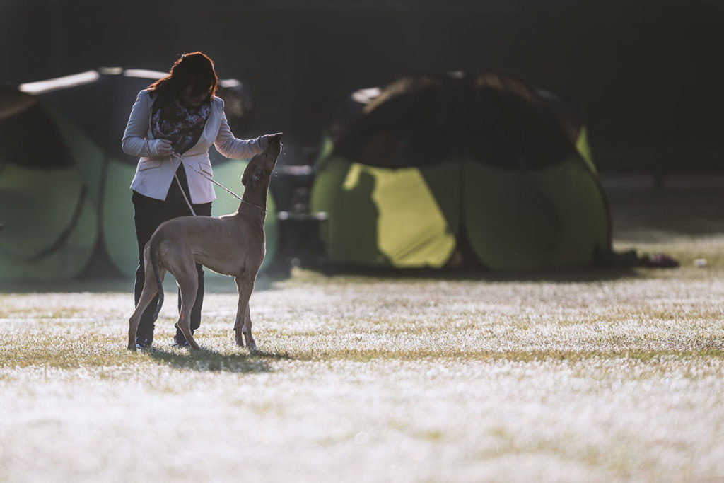 Greyhound, Ausstellung, Show