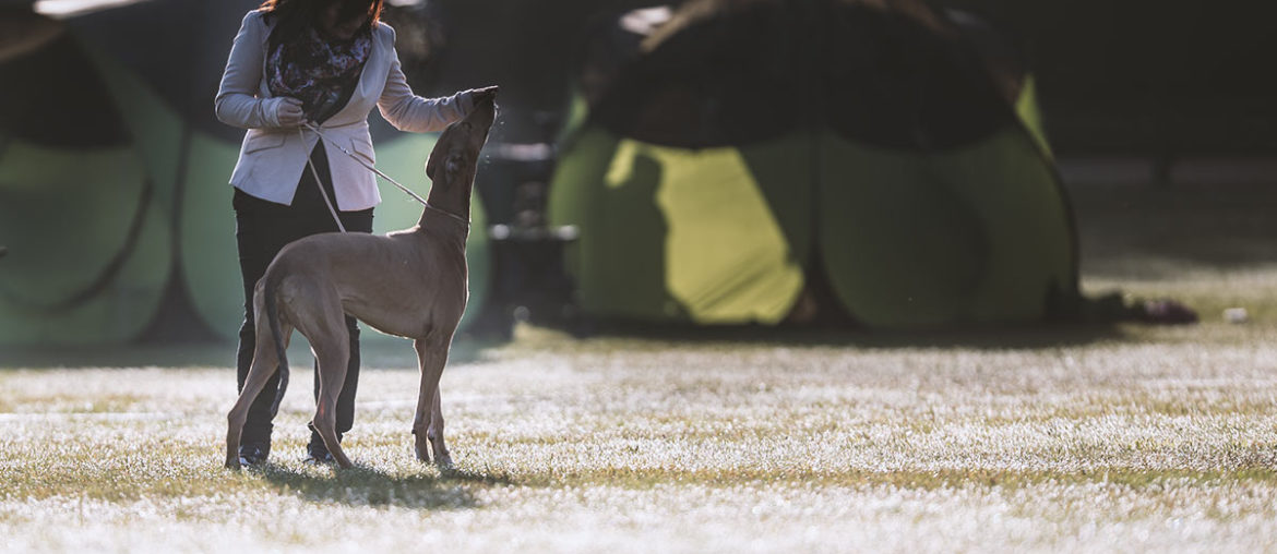 Greyhound, Ausstellung, Show