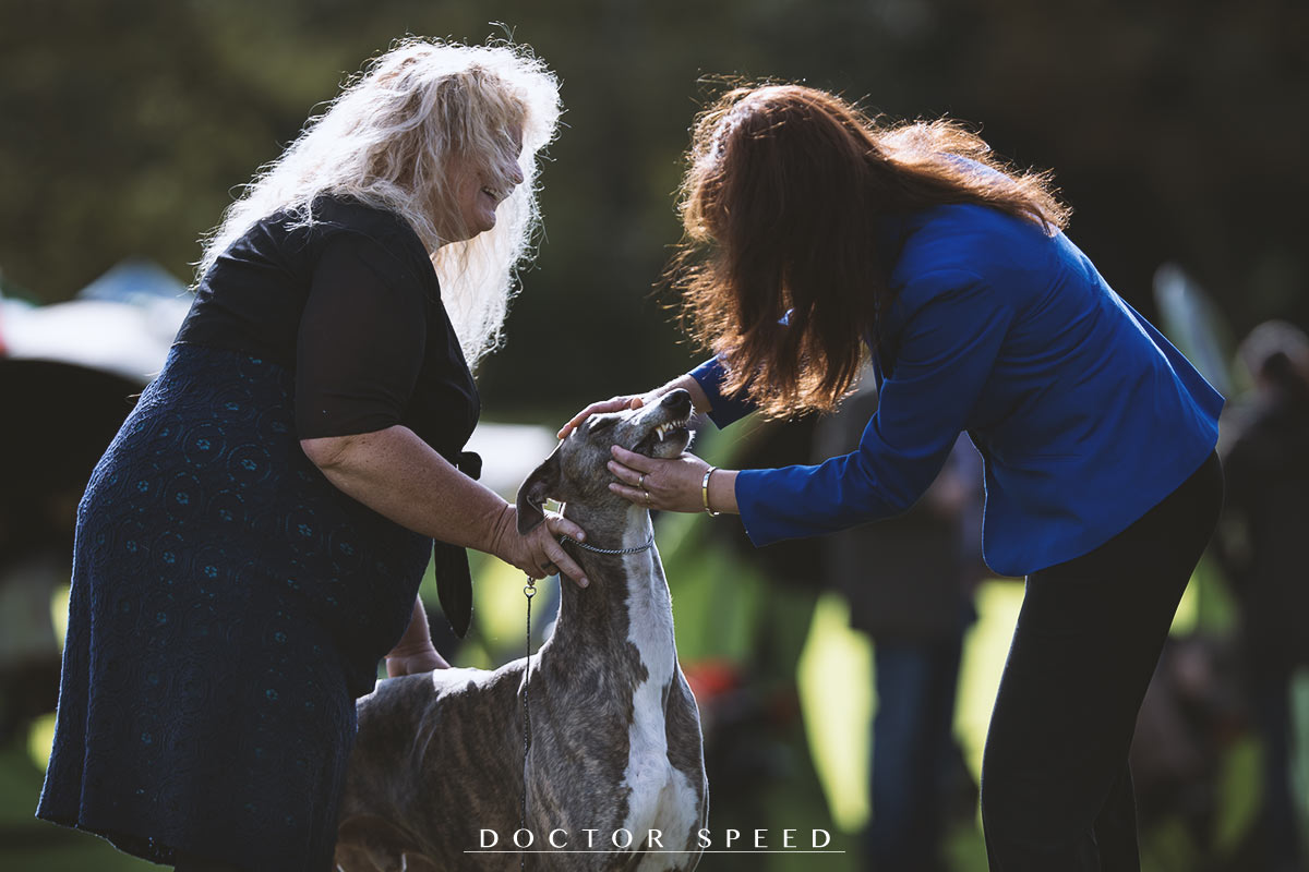 Greyhound, Windhund, Sighthound, Richter, Show, Cordelia Schmidt, Tatjana Urek