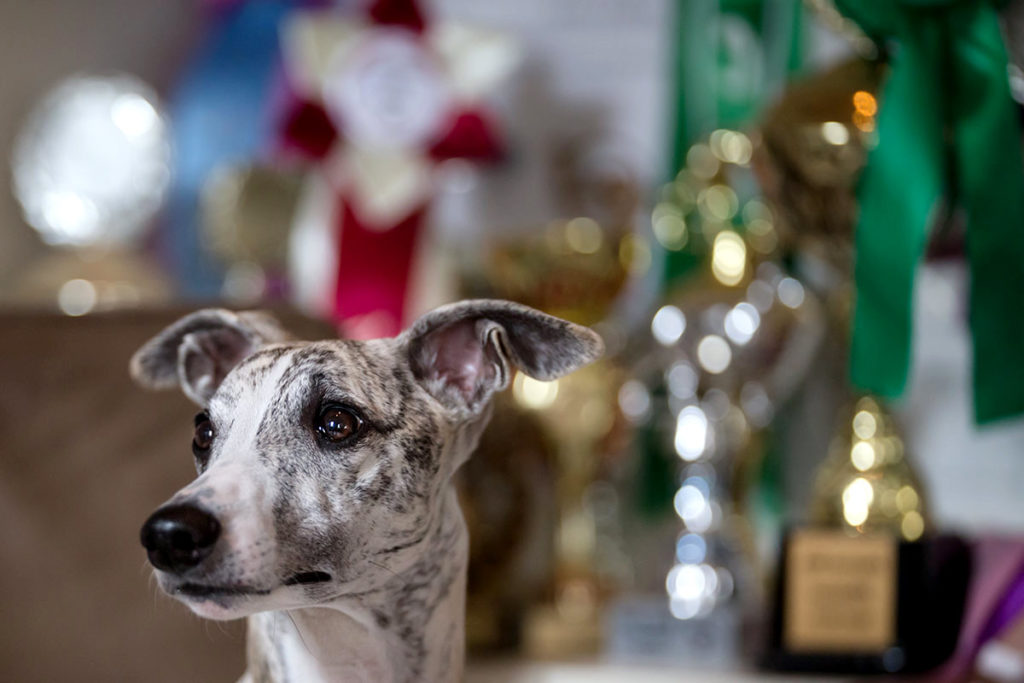 Whippet, Windhund, Canon EF 200mm 1:2,0L IS USM