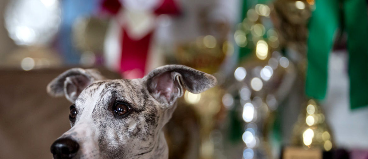 Whippet, Windhund, Canon EF 200mm 1:2,0L IS USM