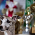 Whippet, Windhund, Canon EF 200mm 1:2,0L IS USM