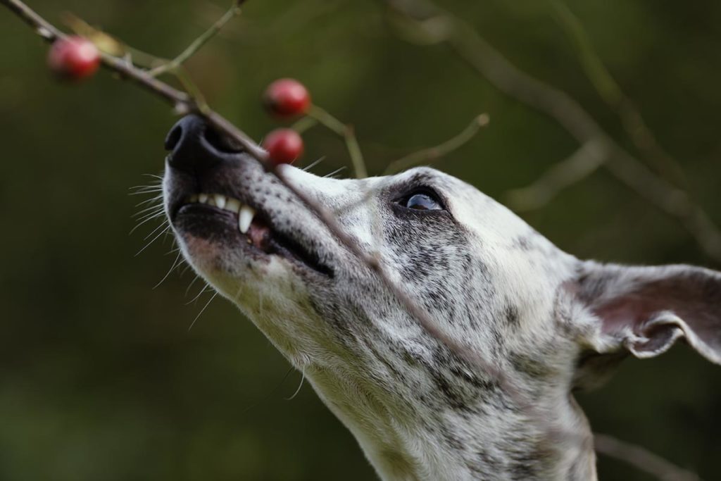 Whippet, Windhund, Danny, Hagebutten, Vitamine