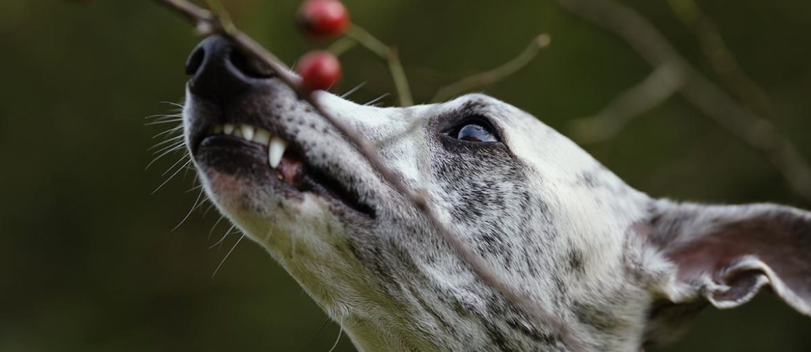 Whippet, Windhund, Danny, Hagebutten, Vitamine