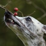 Whippet, Windhund, Danny, Hagebutten, Vitamine