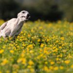 Whippet, Windhund, Danny