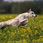 Whippet, Windhund, Danny