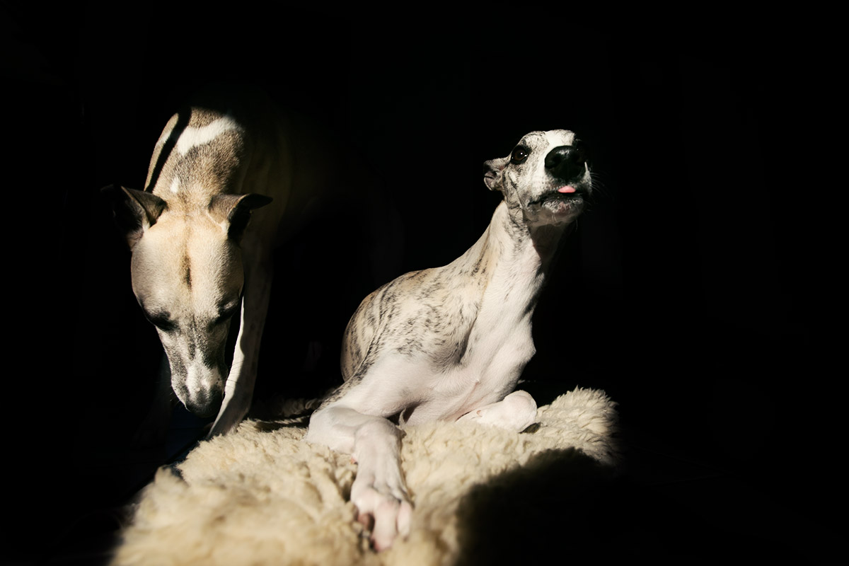 Whippet, Windhund, Körpersprache, Interaktion