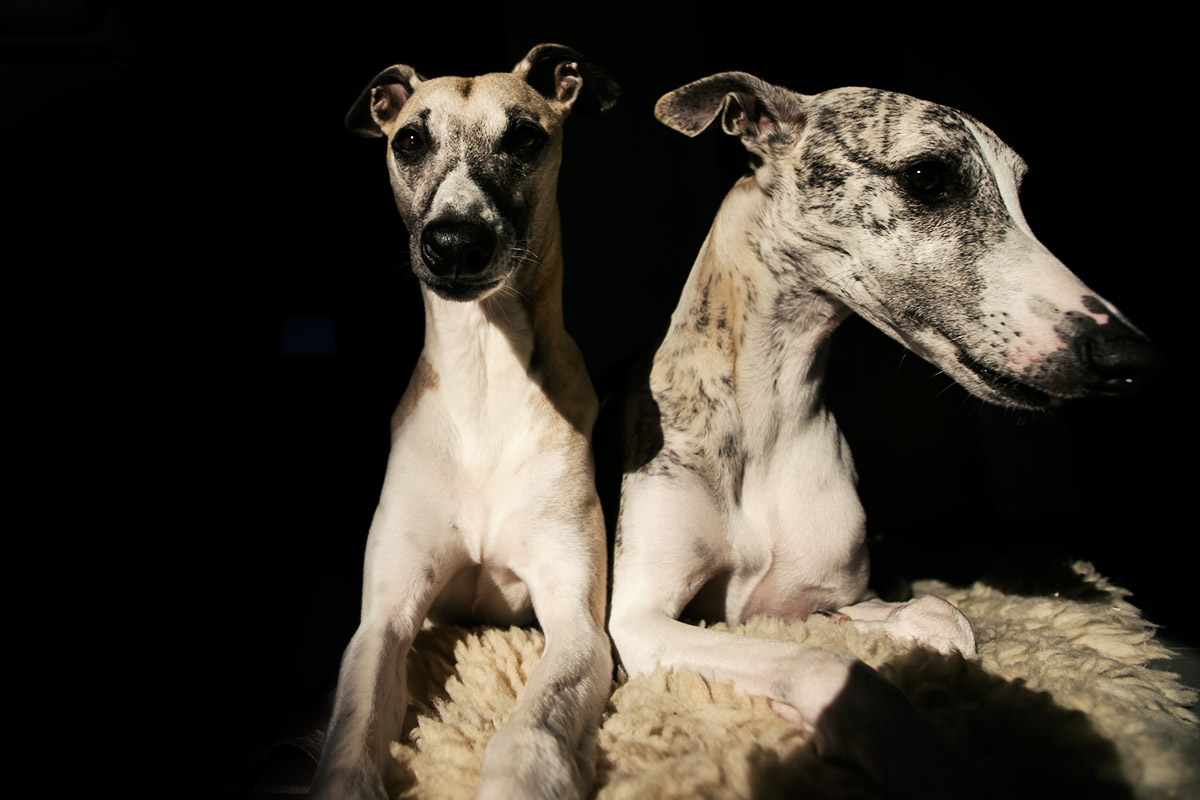 Whippet, Windhund, Körpersprache, Interaktion