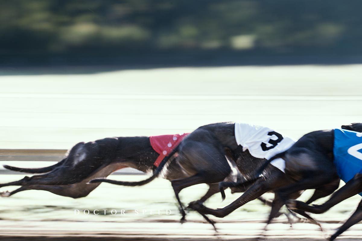 EM Revanche 2015, Greyhound, Windhund