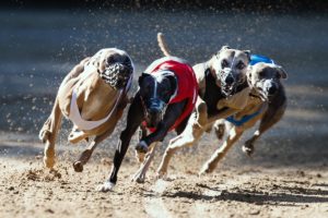 EM Revanche 2015, Whippet, Windhund
