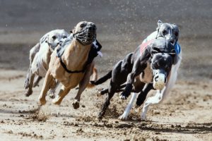 EM-Revanche 2015, Whippet, Windhund, Rennen