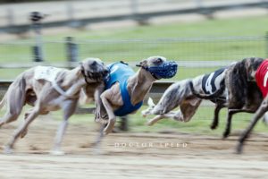 EM-Revanche 2015, Whippet, Windhund, Rennen