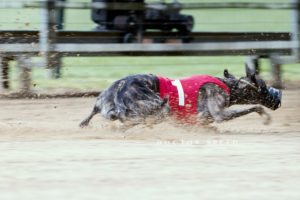 EM Revanche 2015, Whippet, Windhund