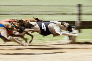 EM-Revanche 2015, Whippet, Windhund, Rennen