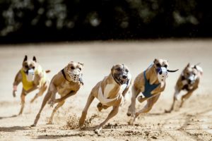 EM-Revanche 2015, Whippet, Windhund, Rennen