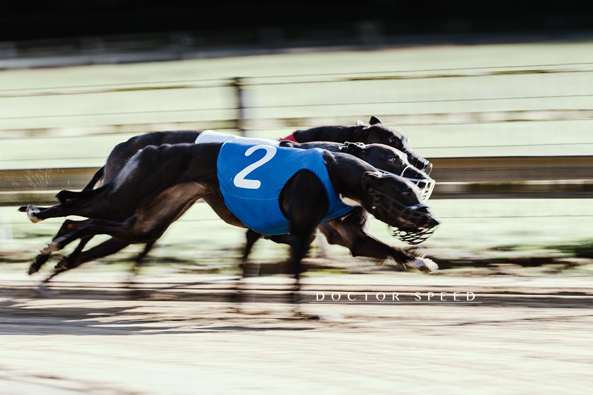 EM Revanche 2015, Greyhound, Windhund