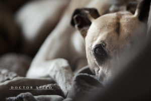 Whippet, Windhund, Canon EF 200mm 1:2,0L IS USM
