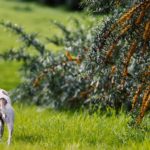 Whippet, Windhund, Freilauf