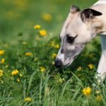 Whippet, Windhund, Mono